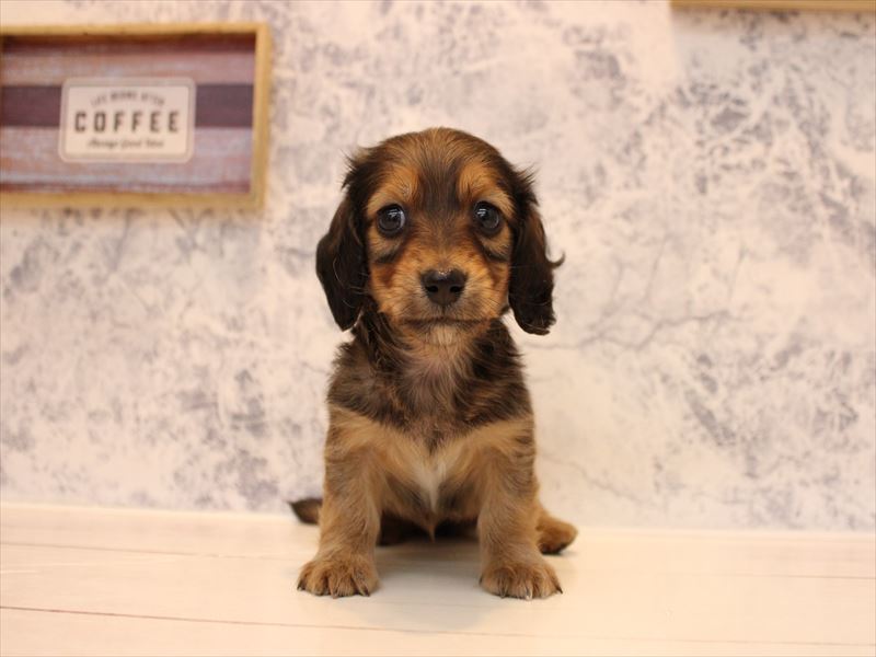 神奈川県のカニンヘンダックスフンド(ロング) (ワンラブららぽーと海老名店/2025年10月13日生まれ/女の子/シェーデットレッド)の子犬の2枚目の画像