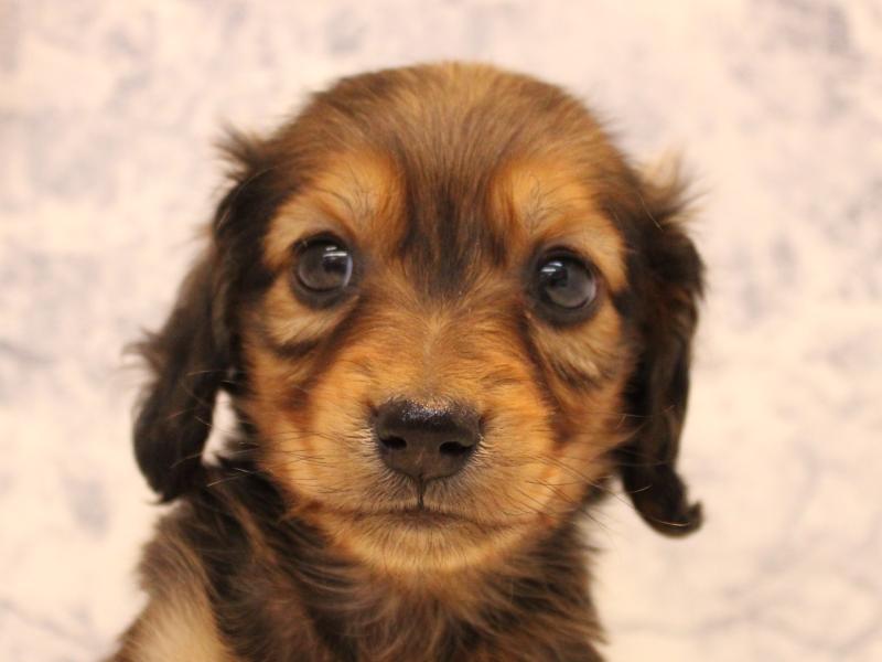 神奈川県のカニンヘンダックスフンド(ロング) (ワンラブカインズ三浦店/2025年10月13日生まれ/男の子/シェーデットレッド)の子犬の1枚目の画像