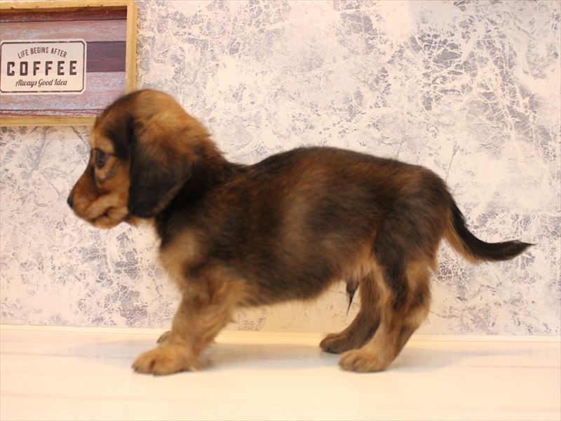 神奈川県のカニンヘンダックスフンド(ロング) (ワンラブカインズ三浦店/2025年10月13日生まれ/男の子/シェーデットレッド)の子犬の3枚目の画像