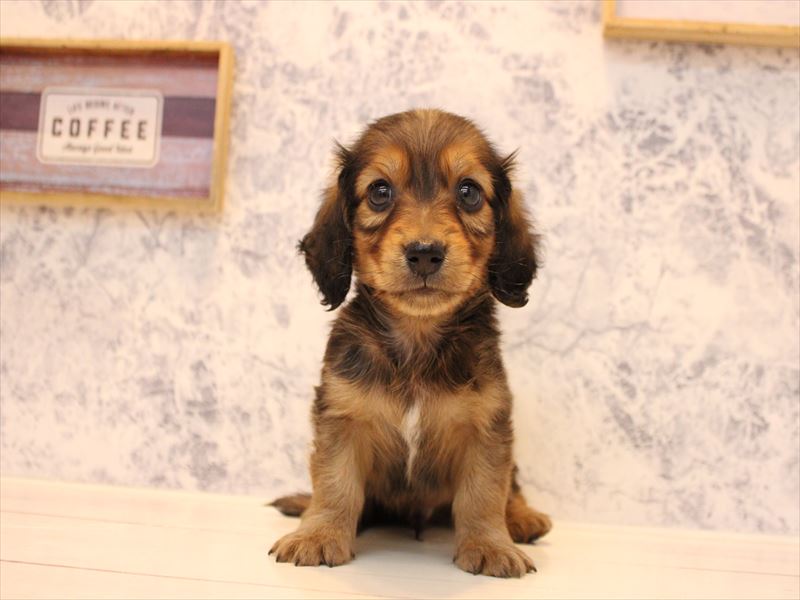 神奈川県のカニンヘンダックスフンド(ロング) (ワンラブカインズ三浦店/2025年10月13日生まれ/男の子/シェーデットレッド)の子犬の2枚目の画像