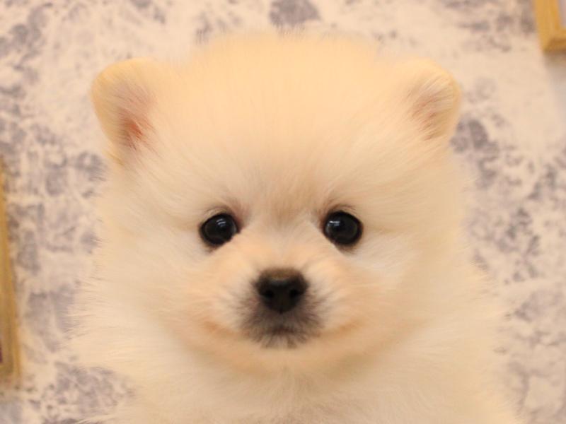福岡県のポメラニアン (ワンラブ福岡総本店/2025年10月12日生まれ/男の子/クリーム)の子犬の1枚目の画像