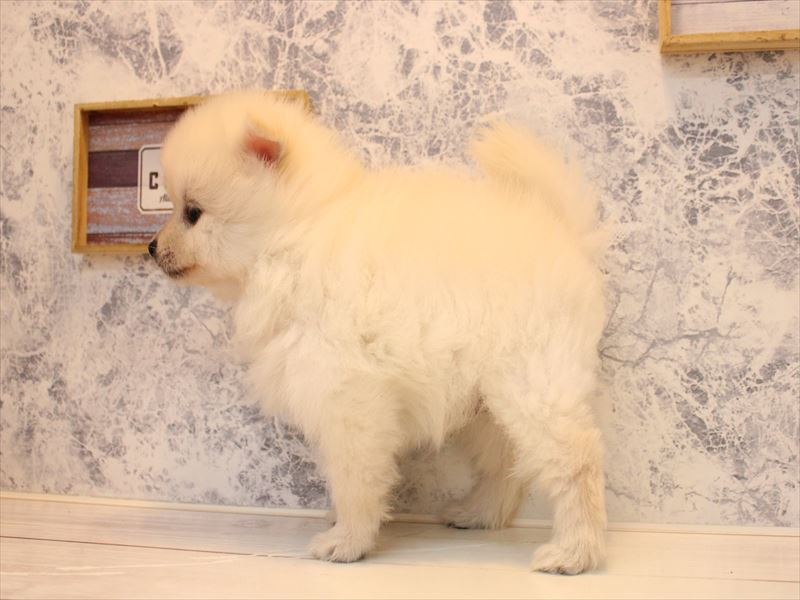 福岡県のポメラニアン (ワンラブ福岡総本店/2025年10月12日生まれ/男の子/クリーム)の子犬の3枚目の画像