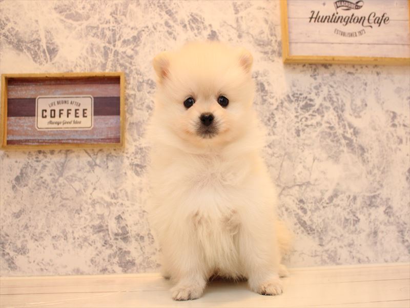 福岡県のポメラニアン (ワンラブ福岡総本店/2025年10月12日生まれ/男の子/クリーム)の子犬の2枚目の画像