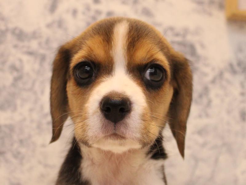 埼玉県のビーグル (ワンラブ西武所沢ワルツ店/2025年10月12日生まれ/女の子/ブラックタンホワイト)の子犬