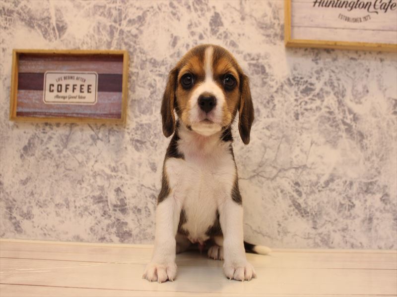 埼玉県のビーグル (ワンラブ西武所沢ワルツ店/2025年10月12日生まれ/女の子/ブラックタンホワイト)の子犬の2枚目の画像