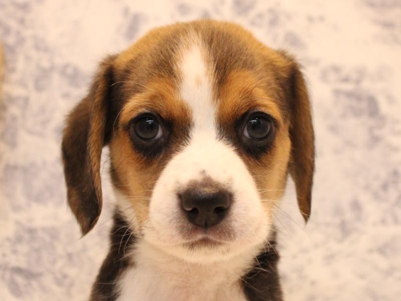 埼玉県のビーグル (ワンラブアリオ鷲宮店/2025年10月12日生まれ/女の子/ブラックタンホワイト)の子犬の1枚目の画像