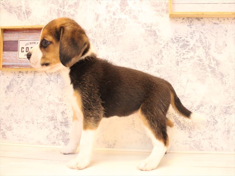 埼玉県のビーグル (ワンラブアリオ鷲宮店/2025年10月12日生まれ/女の子/ブラックタンホワイト)の子犬の3枚目の画像