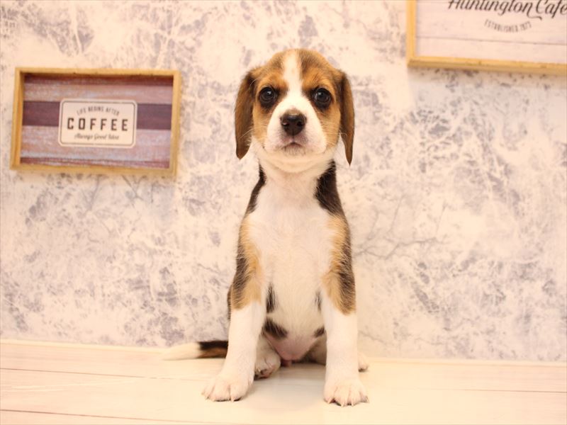 埼玉県のビーグル (ワンラブアリオ鷲宮店/2025年10月12日生まれ/女の子/ブラックタンホワイト)の子犬の2枚目の画像