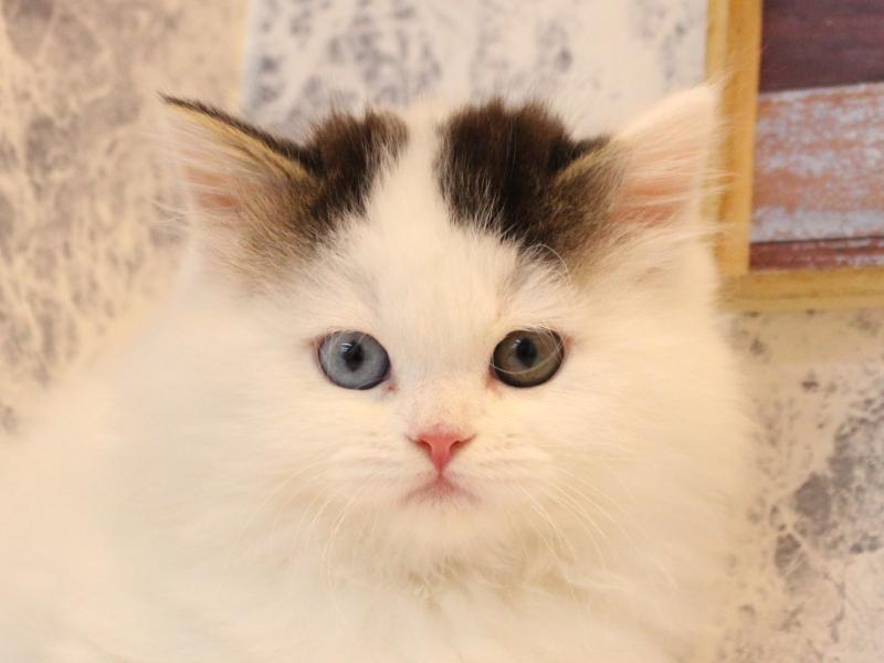 神奈川県のラガマフィン (ワンラブLICOPA 川崎店/2025年10月7日生まれ/女の子/ブラウンタビーホワイトバン)の子猫の1枚目の画像