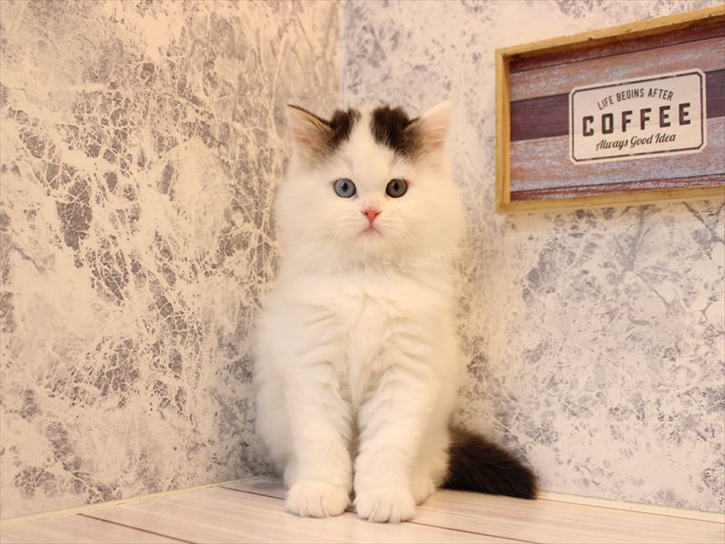 神奈川県のラガマフィン (ワンラブLICOPA 川崎店/2025年10月7日生まれ/女の子/ブラウンタビーホワイトバン)の子猫の3枚目の画像