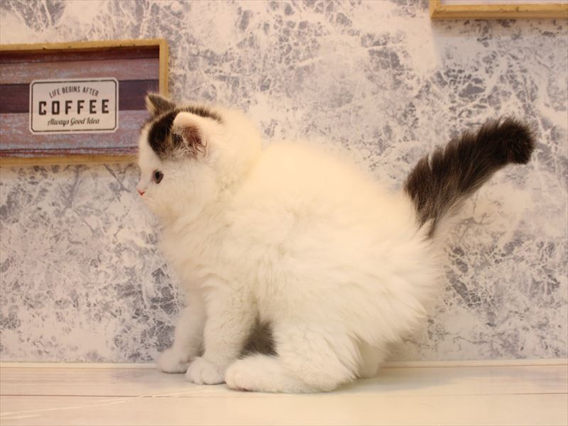 神奈川県のラガマフィン (ワンラブLICOPA 川崎店/2025年10月7日生まれ/女の子/ブラウンタビーホワイトバン)の子猫の2枚目の画像