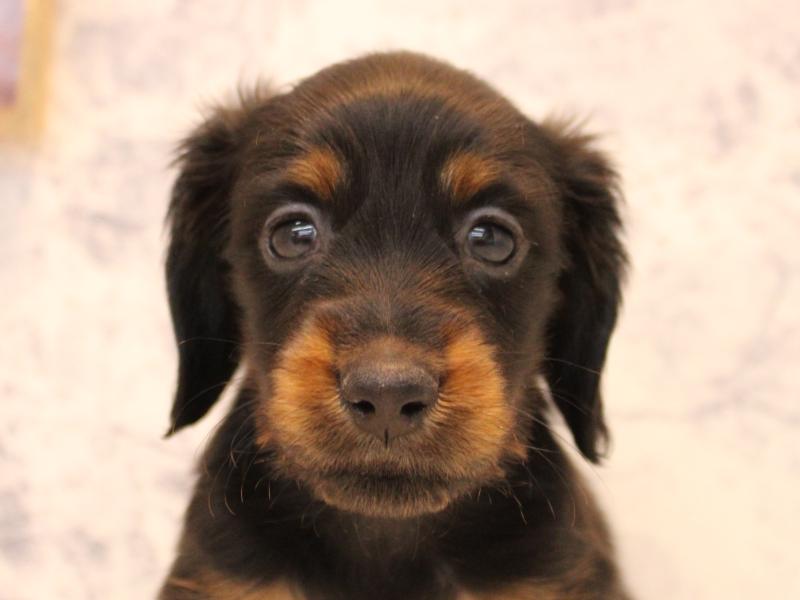 埼玉県のミニチュアダックスフンド(ロング) (ワンラブ西武所沢ワルツ店/2025年10月11日生まれ/男の子/ブラックタン)の子犬