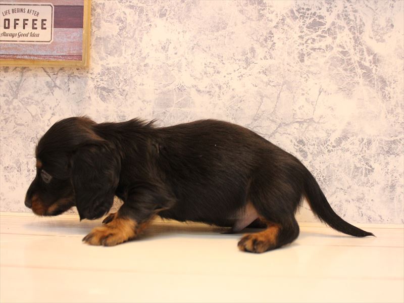 埼玉県のミニチュアダックスフンド(ロング) (ワンラブ西武所沢ワルツ店/2025年10月11日生まれ/男の子/ブラックタン)の子犬の3枚目の画像