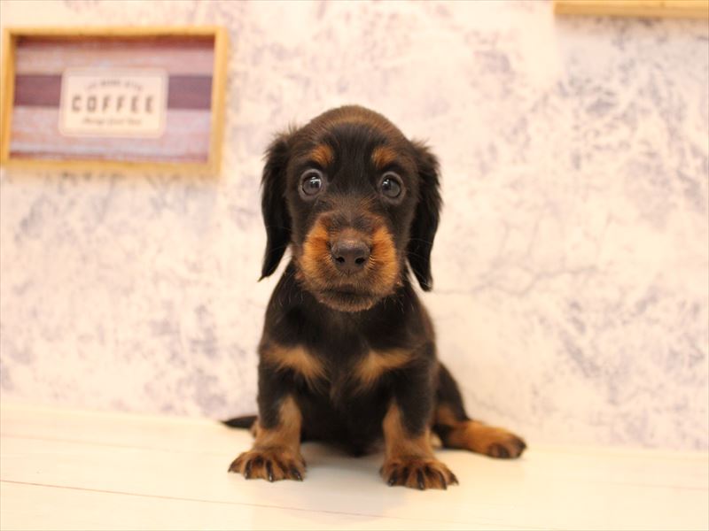 埼玉県のミニチュアダックスフンド(ロング) (ワンラブ西武所沢ワルツ店/2025年10月11日生まれ/男の子/ブラックタン)の子犬の2枚目の画像