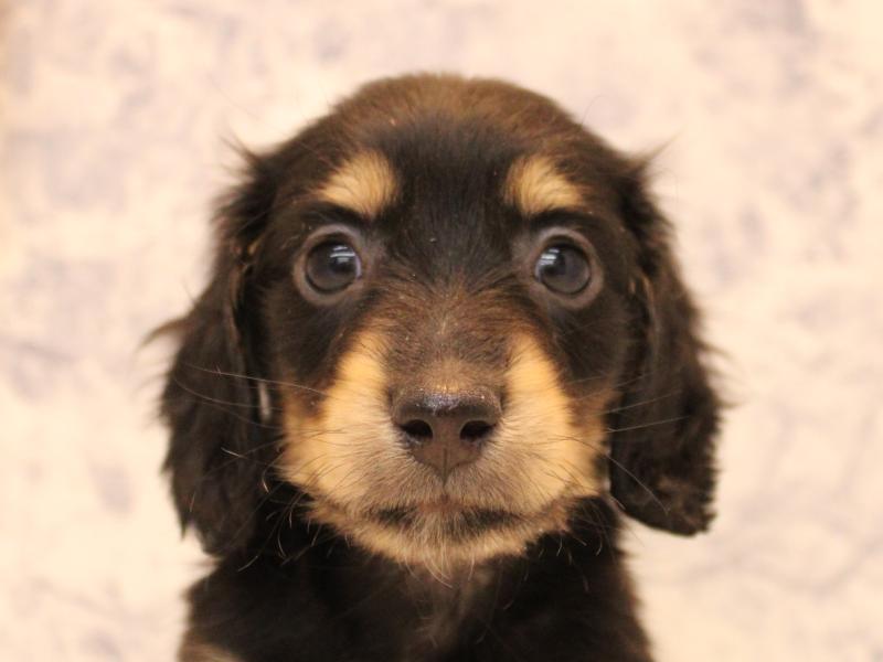 神奈川県のミニチュアダックスフンド(ロング) (ワンラブLICOPA 川崎店/2025年10月4日生まれ/男の子/ブラックイエロー)の子犬の1枚目の画像