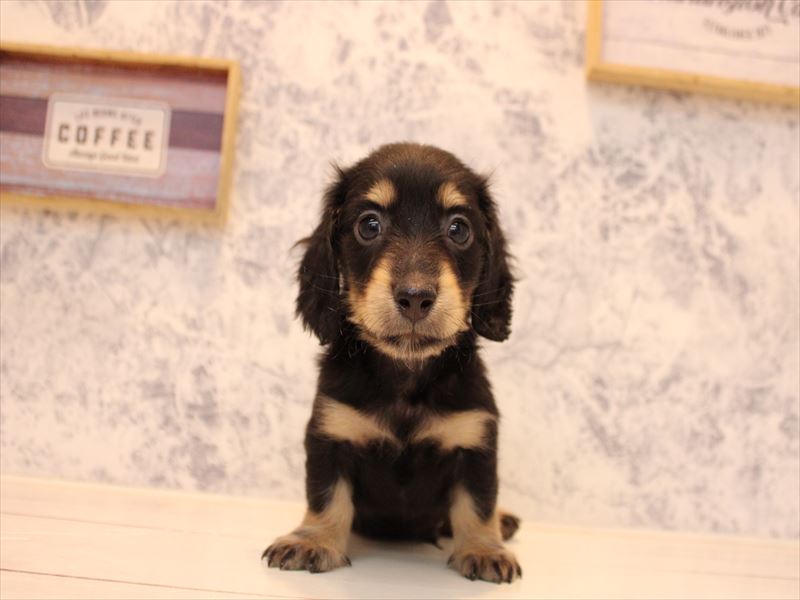 神奈川県のミニチュアダックスフンド(ロング) (ワンラブLICOPA 川崎店/2025年10月4日生まれ/男の子/ブラックイエロー)の子犬の3枚目の画像