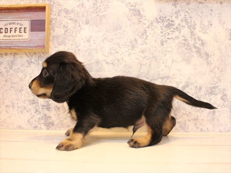 神奈川県のミニチュアダックスフンド(ロング) (ワンラブLICOPA 川崎店/2025年10月4日生まれ/男の子/ブラックイエロー)の子犬の2枚目の画像