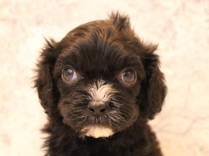 福岡県のキャバプー(キャバリア×プードル) (ワンラブ福岡総本店/2025年10月12日生まれ/男の子/ブラックホワイト)の子犬の1枚目の画像