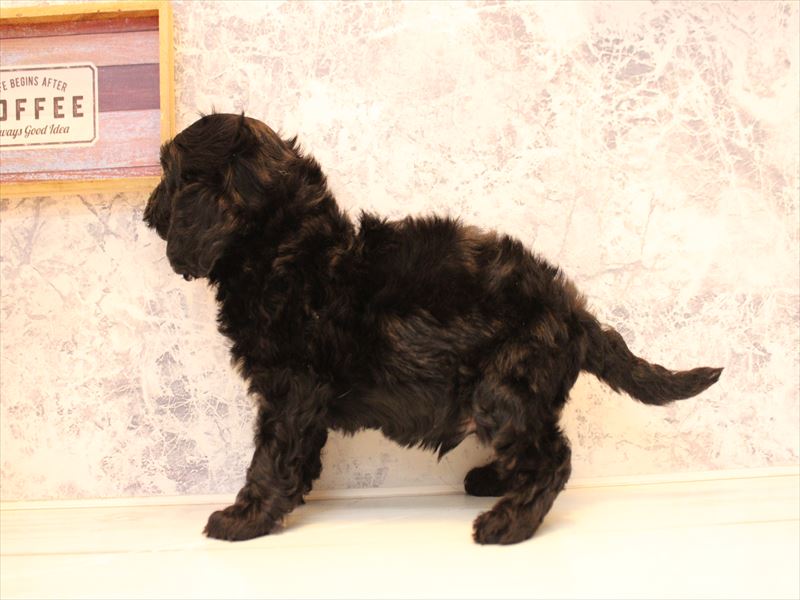 福岡県のキャバプー(キャバリア×プードル) (ワンラブ福岡総本店/2025年10月12日生まれ/男の子/ブラックホワイト)の子犬の3枚目の画像