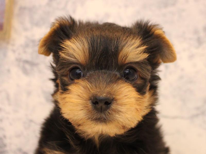 東京都のヨークシャーテリア (ワンラブららぽーと立川立飛店/2025年10月11日生まれ/女の子/スチールブルータン)の子犬