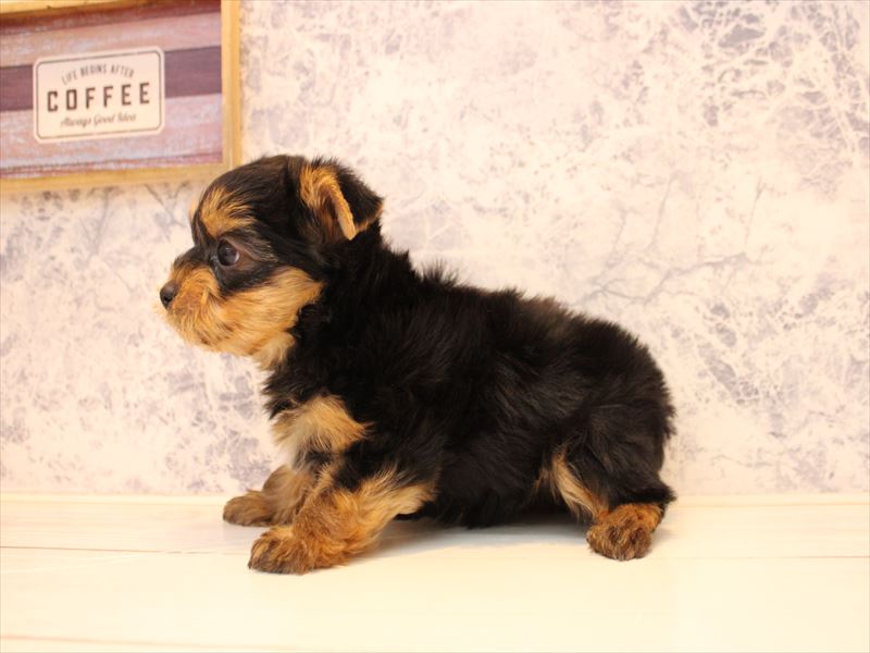 東京都のヨークシャーテリア (ワンラブららぽーと立川立飛店/2025年10月11日生まれ/女の子/スチールブルータン)の子犬の3枚目の画像