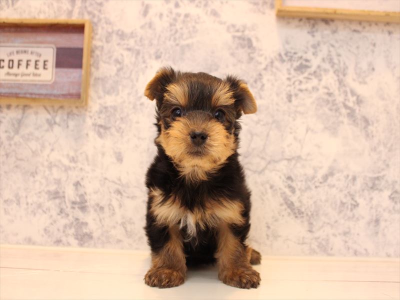 東京都のヨークシャーテリア (ワンラブららぽーと立川立飛店/2025年10月11日生まれ/女の子/スチールブルータン)の子犬の2枚目の画像