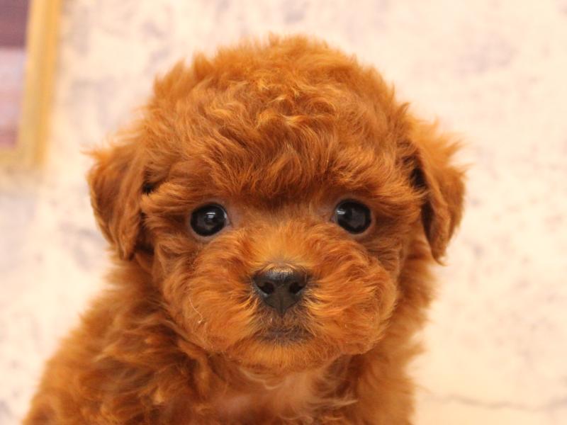 神奈川県のトイプードル(タイニー) (ワンラブLICOPA 川崎店/2025年10月12日生まれ/女の子/レッド)の子犬の1枚目の画像