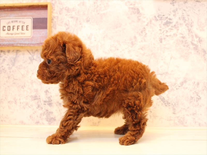 神奈川県のトイプードル(タイニー) (ワンラブLICOPA 川崎店/2025年10月12日生まれ/女の子/レッド)の子犬の3枚目の画像