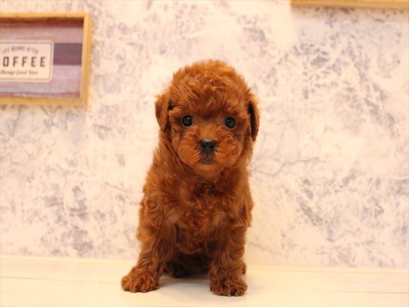 神奈川県のトイプードル(タイニー) (ワンラブLICOPA 川崎店/2025年10月12日生まれ/女の子/レッド)の子犬の2枚目の画像