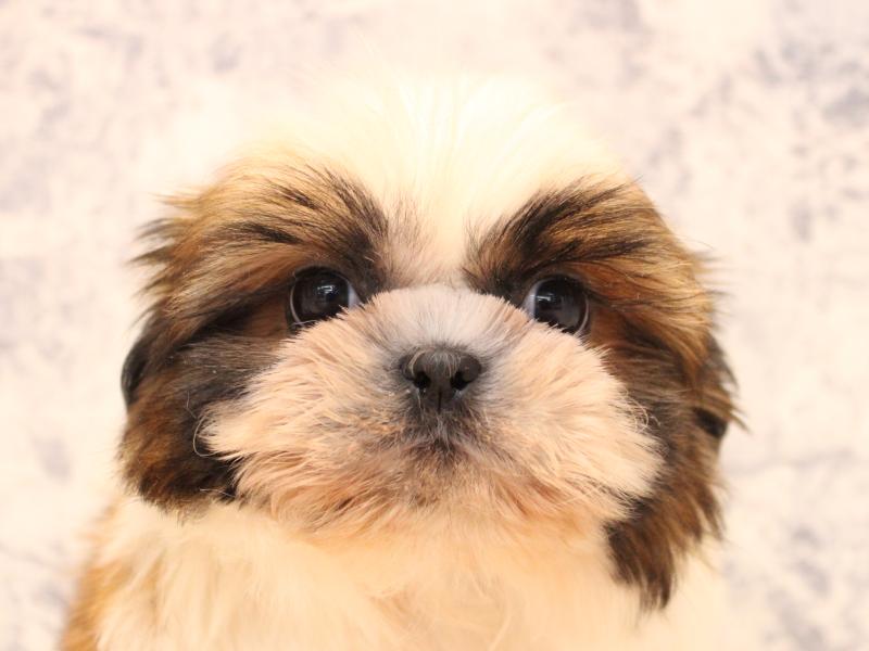 佐賀県のシーズー (ワンラブゆめタウン佐賀店/2025年10月10日生まれ/男の子/ゴールドホワイト)の子犬の1枚目の画像