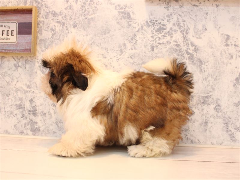 佐賀県のシーズー (ワンラブゆめタウン佐賀店/2025年10月10日生まれ/男の子/ゴールドホワイト)の子犬の3枚目の画像