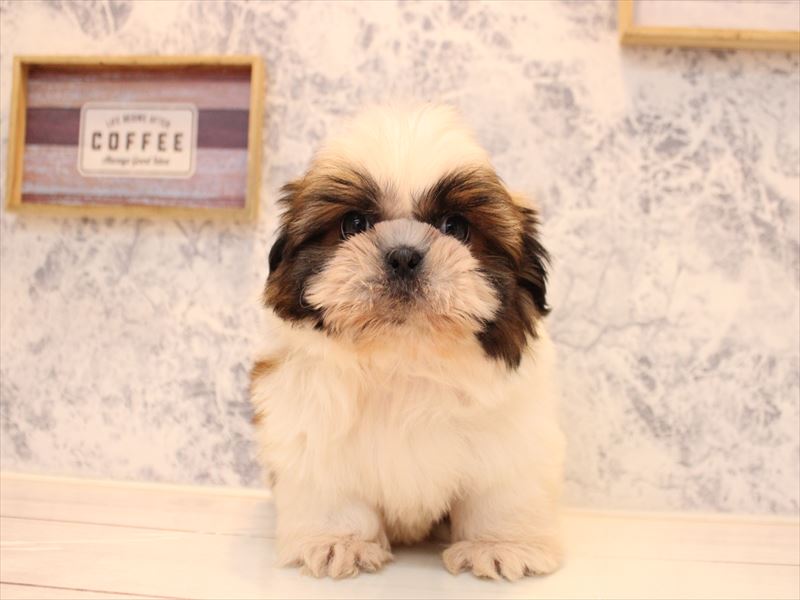 佐賀県のシーズー (ワンラブゆめタウン佐賀店/2025年10月10日生まれ/男の子/ゴールドホワイト)の子犬の2枚目の画像