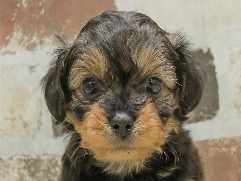 福井県のチワプー/プーチー(チワワ×プードル) (ワンラブフレンドタウン福井店/2025年10月14日生まれ/男の子/ブラックタン)の子犬の1枚目の画像