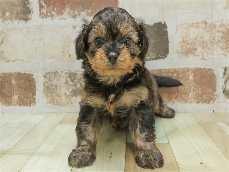 福井県のチワプー/プーチー(チワワ×プードル) (ワンラブフレンドタウン福井店/2025年10月14日生まれ/男の子/ブラックタン)の子犬の3枚目の画像