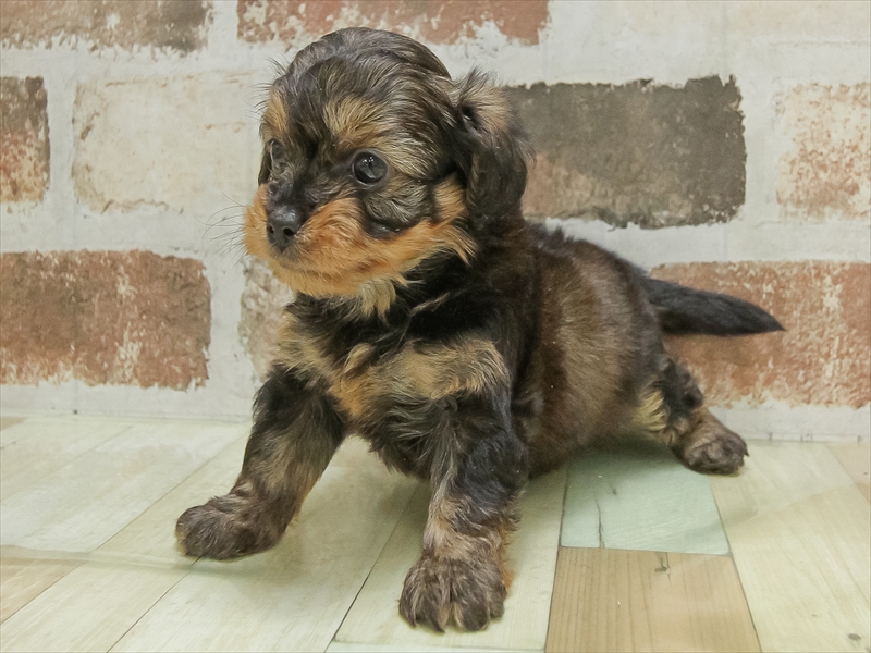 福井県のチワプー/プーチー(チワワ×プードル) (ワンラブフレンドタウン福井店/2025年10月14日生まれ/男の子/ブラックタン)の子犬の2枚目の画像