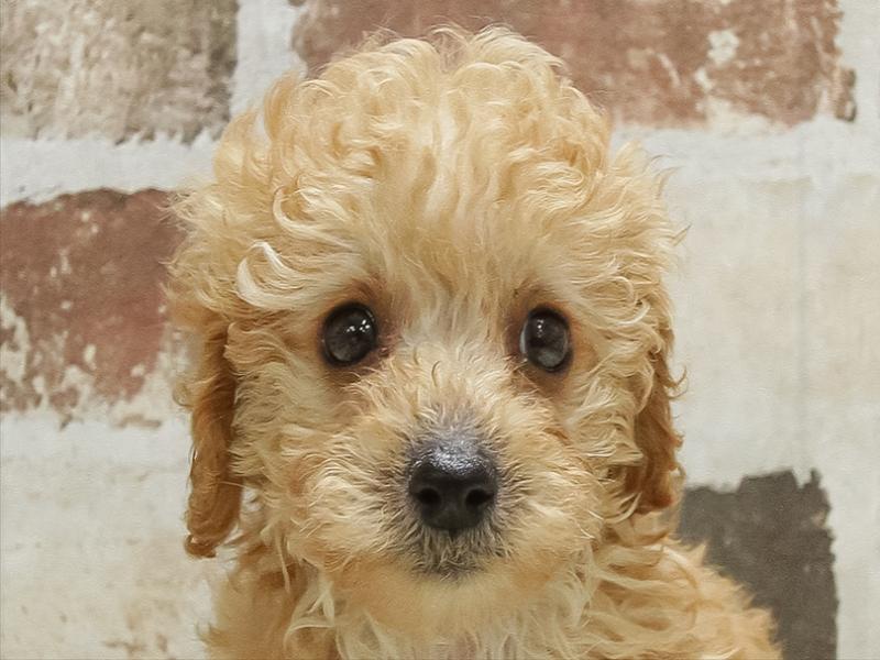 宮城県のトイプードル(トイ) (ワンラブカインズ仙台富谷店/2025年10月14日生まれ/女の子/アプリコット)の子犬の1枚目の画像