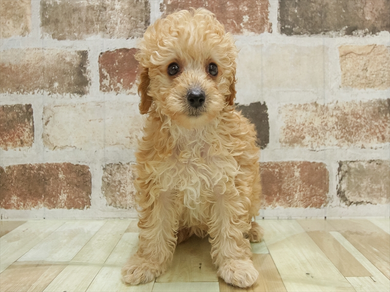 宮城県のトイプードル(トイ) (ワンラブカインズ仙台富谷店/2025年10月14日生まれ/女の子/アプリコット)の子犬の3枚目の画像