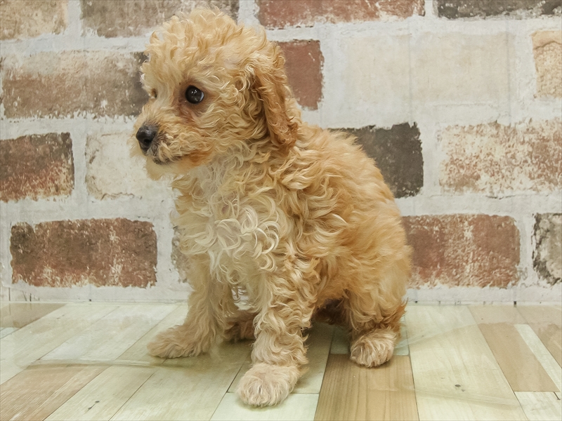 宮城県のトイプードル(トイ) (ワンラブカインズ仙台富谷店/2025年10月14日生まれ/女の子/アプリコット)の子犬の2枚目の画像