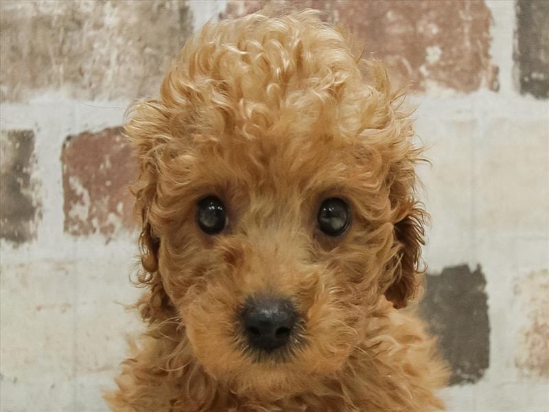 愛知県のトイプードル(トイ) (ワンラブドン・キホーテ パウ中川山王店/2025年10月14日生まれ/男の子/レッド)の子犬の1枚目の画像