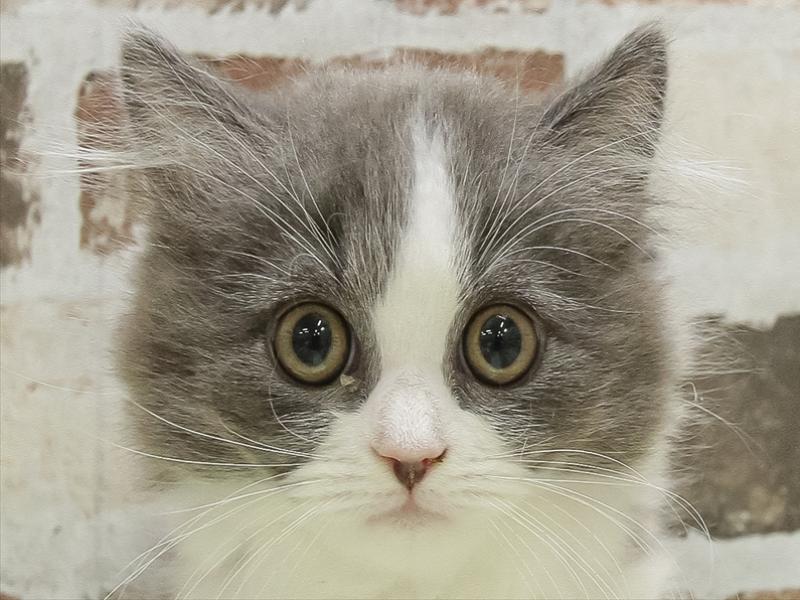 大阪府のミヌエット (ワンラブららぽーと堺店/2025年10月9日生まれ/男の子/ブルーホワイト)の子猫の1枚目の画像