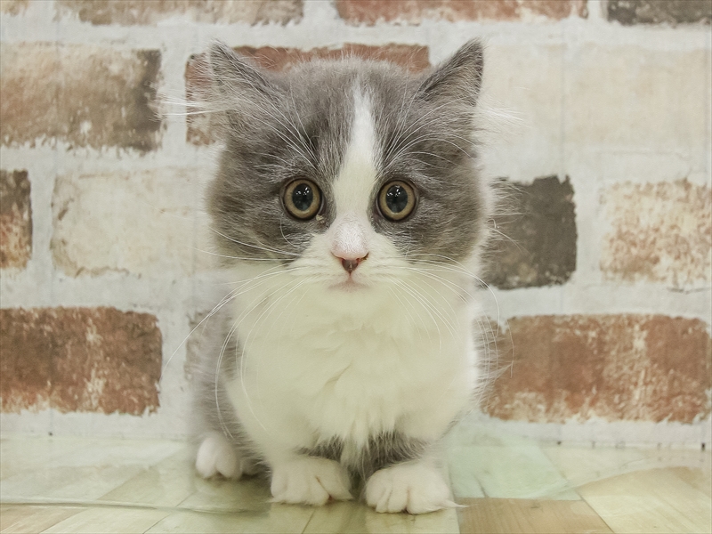 大阪府のミヌエット (ワンラブららぽーと堺店/2025年10月9日生まれ/男の子/ブルーホワイト)の子猫の3枚目の画像