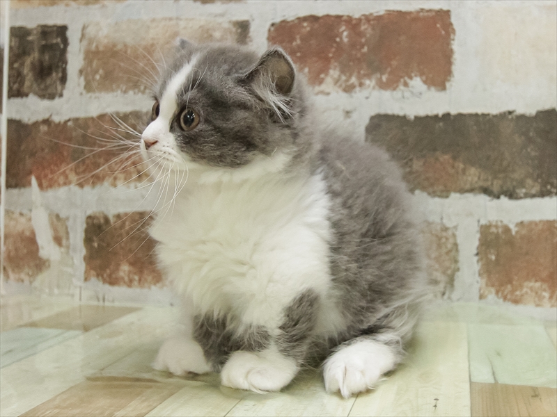 大阪府のミヌエット (ワンラブららぽーと堺店/2025年10月9日生まれ/男の子/ブルーホワイト)の子猫の2枚目の画像