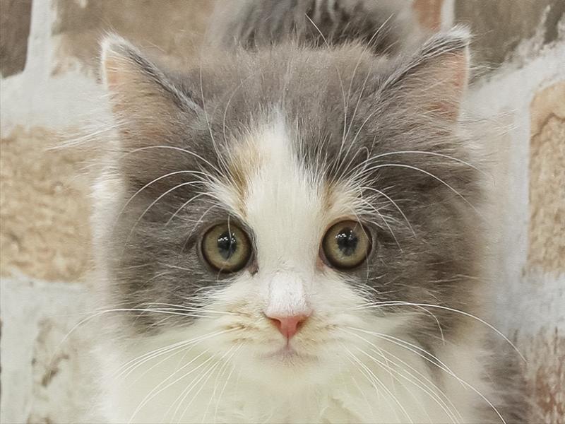 愛知県のミヌエット (ワンラブ名古屋守山インター総本店/2025年10月9日生まれ/女の子/ダイリュートキャリコ)の子猫