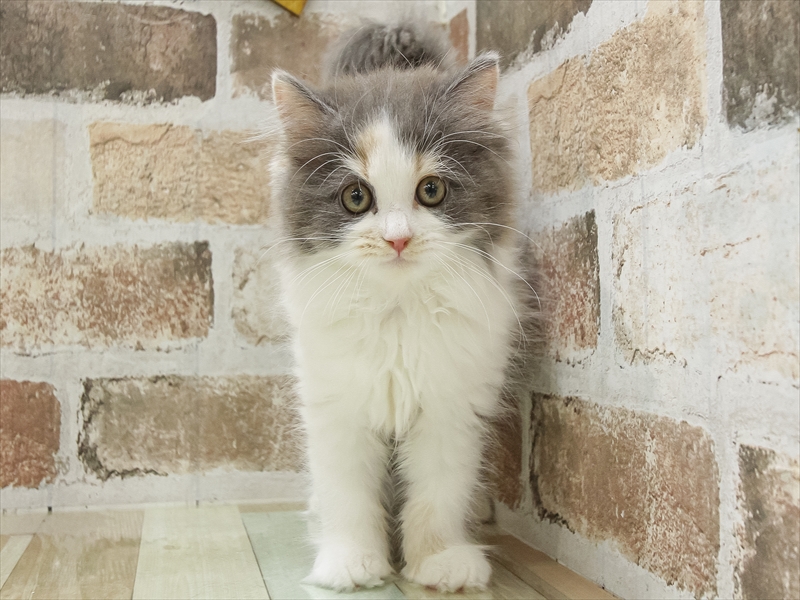 愛知県のミヌエット (ワンラブ名古屋守山インター総本店/2025年10月9日生まれ/女の子/ダイリュートキャリコ)の子猫の3枚目の画像