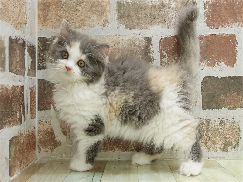 愛知県のミヌエット (ワンラブ名古屋守山インター総本店/2025年10月9日生まれ/女の子/ダイリュートキャリコ)の子猫の2枚目の画像