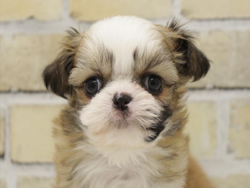 佐賀県のチワズー/チワシーズ(チワワ×シーズー) (ワンラブゆめタウン佐賀店/2025年10月13日生まれ/男の子/ゴールドホワイト)の子犬の1枚目の画像