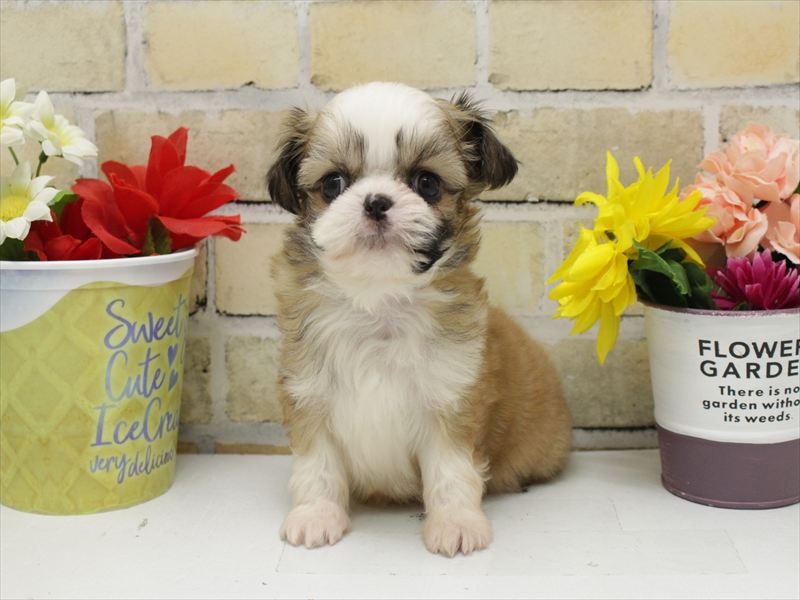 佐賀県のチワズー/チワシーズ(チワワ×シーズー) (ワンラブゆめタウン佐賀店/2025年10月13日生まれ/男の子/ゴールドホワイト)の子犬の3枚目の画像