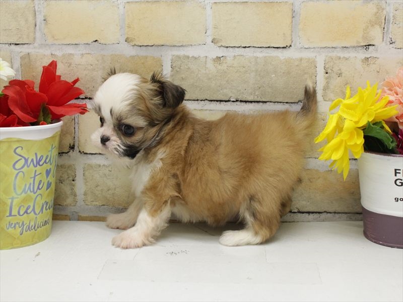 佐賀県のチワズー/チワシーズ(チワワ×シーズー) (ワンラブゆめタウン佐賀店/2025年10月13日生まれ/男の子/ゴールドホワイト)の子犬の2枚目の画像