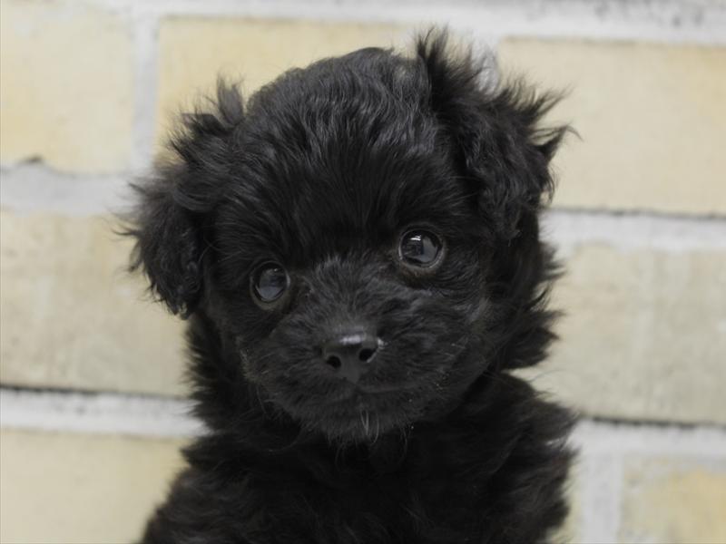 熊本県のポメプー(ポメラニアン×プードル) (ワンラブイオンタウン西熊本店/2025年10月12日生まれ/男の子/ブラックホワイト)の子犬の1枚目の画像