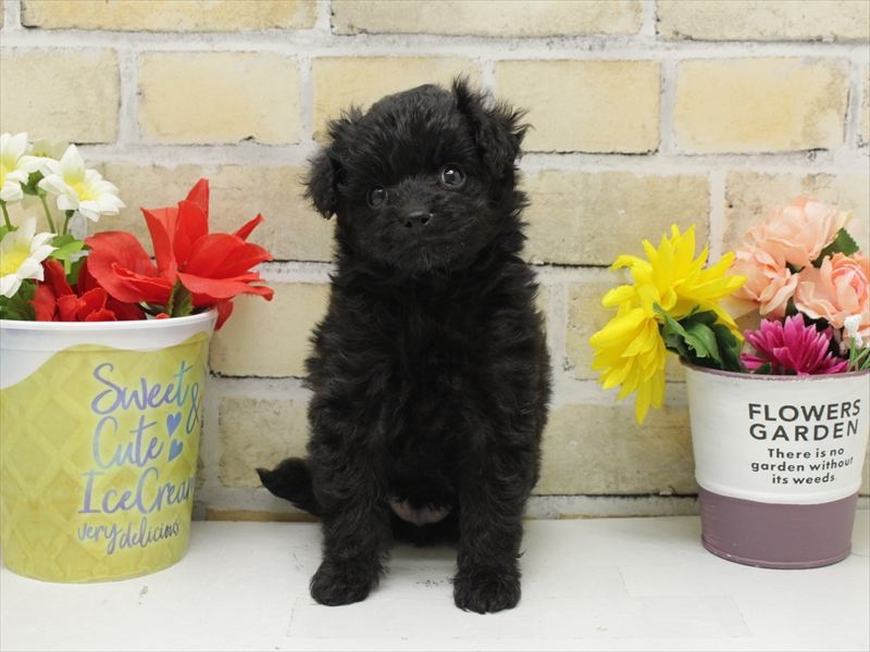 熊本県のポメプー(ポメラニアン×プードル) (ワンラブイオンタウン西熊本店/2025年10月12日生まれ/男の子/ブラックホワイト)の子犬の3枚目の画像